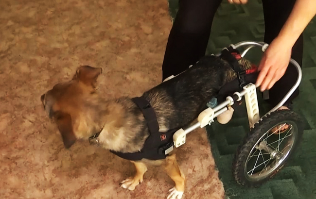 Навчила усміхатися: історія дружби особливої дівчинки з особливою собакою (відео)